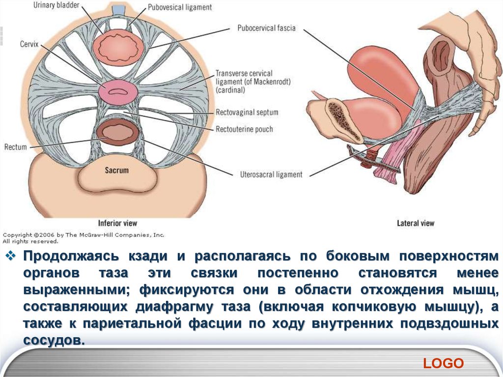 Мышцы таза у женщин фото малого