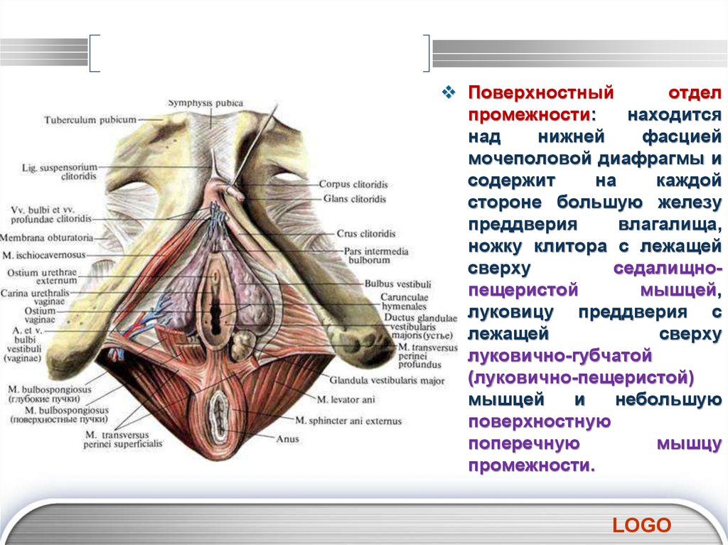 Наружные половые органы. Наружные женские половые органы.