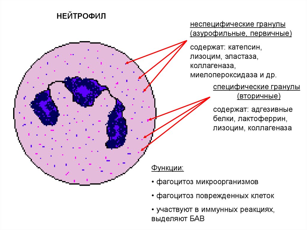 Многочисленные мелкие тельца. Нейтрофилы функции гистология. Строение нейтрофилов крови. Нейтрофилы строение гистология. Сегментоядерные нейтрофилы строение.