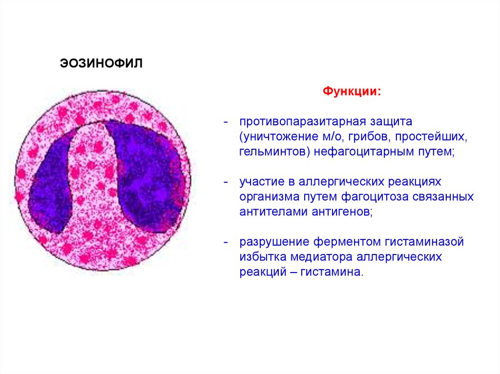 Л эозинофилы. Эозинофилы функции. Фагоцитоз соединительная ткань. Роль эозинофилов в аллергических реакциях.