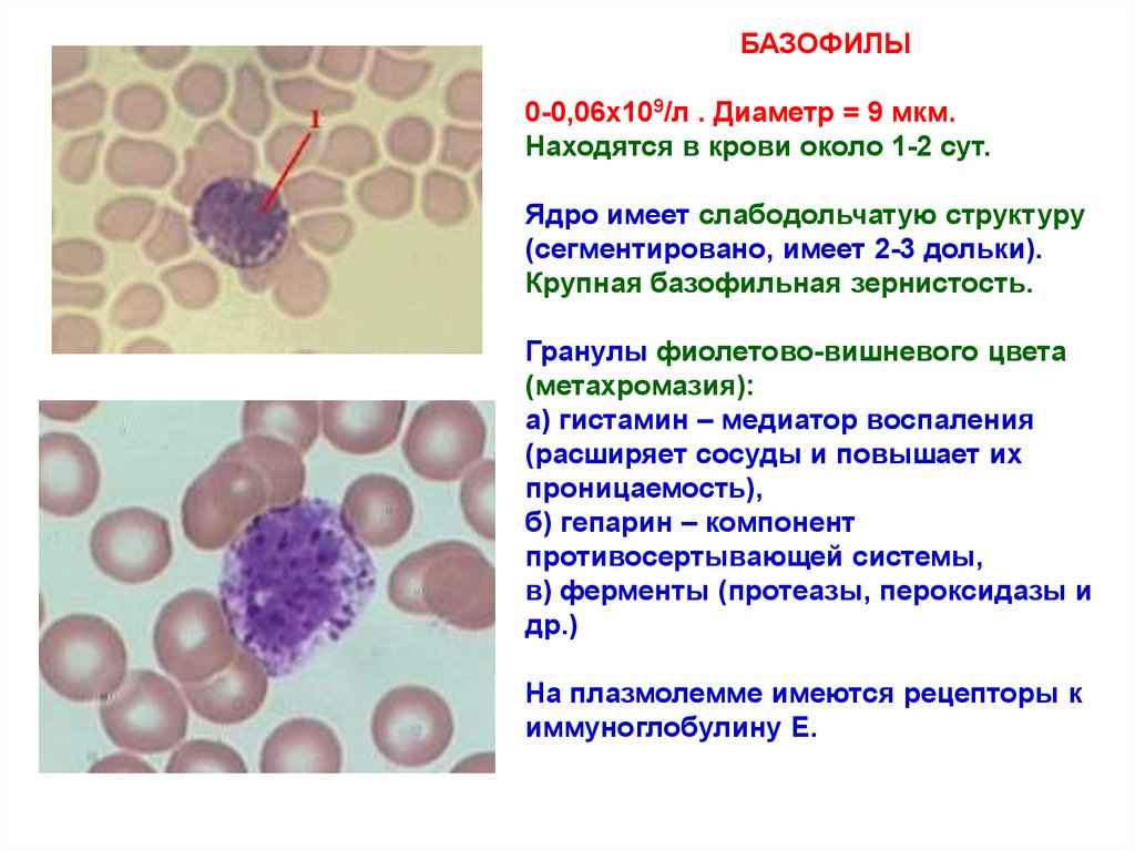 Базофилы это. Метахромазия базофилов. Базофильная окраска эритроцитов. Базофильная зернистость патологическая. Базофильная зернистость эритроцитов.