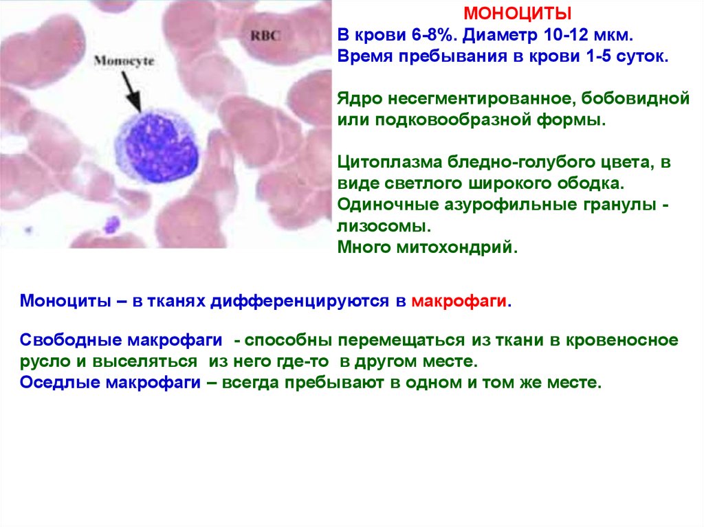 Моноцитов в крови 1. Строение моноцита гистология. Азурофильные гранулы лейкоцитов. Моноциты классификация. Моноциты дифференцируются в макрофаги.