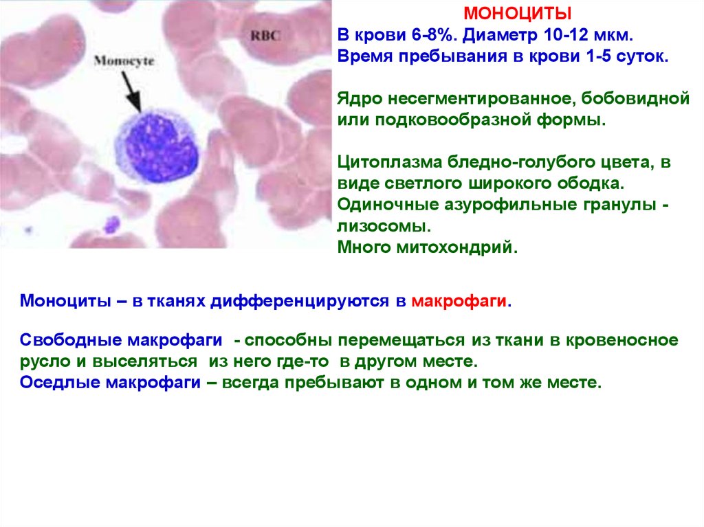 Моноциты что это значит. Моноциты классификация. Моноциты 1.23. Моноциты в крови.