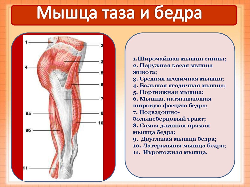 Бедро часть тела человека. Мышцы таза и бедра анатомия. Мышцы таза и бедра спереди. Мышцы тазобедренной области анатомия.