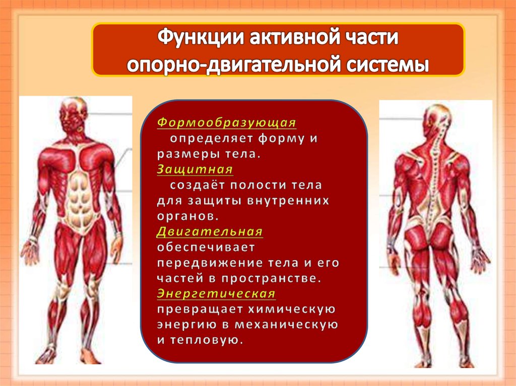 Мышечная система какие органы входят. Строение опорно-двигательной системы человека (мышечная система).. Функции мышечной системы человека. Функции мышц. Функции мышц человека.