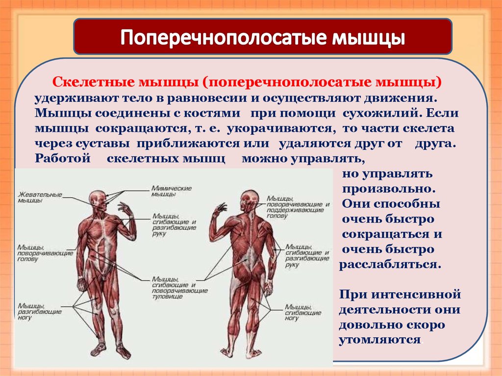 Мышечная система какие органы входят. Скелетные поперечнополосатые мышцы. Скелетные мышцы. Поперечно полосатые мышцы. Поперечно полосатая Скелетная мышца.