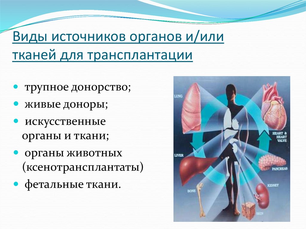 Виды донорства в трансплантологии организация донорской службы в современных условиях презентация