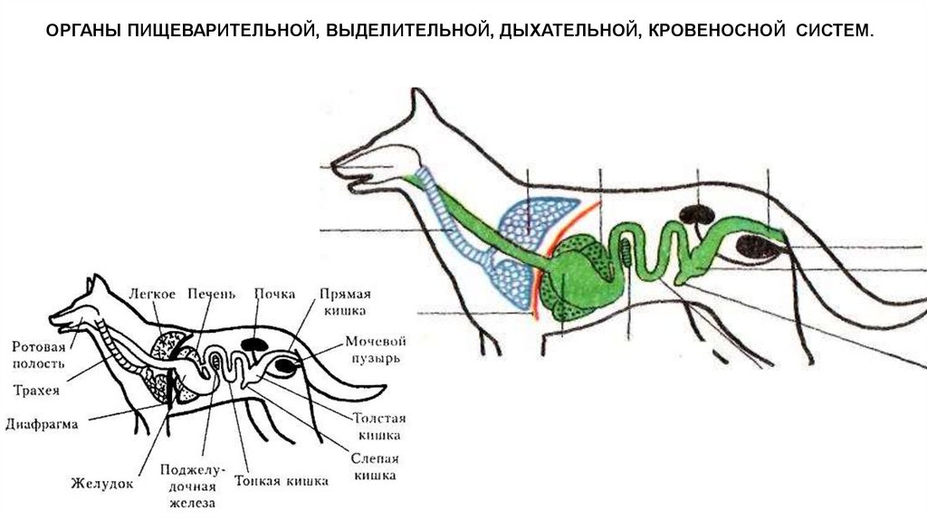К органам пищеварительной системы млекопитающего относится. Класс млекопитающие выделительная система. Схема строения выделительной системы млекопитающих. Выделительная система животных млекопитающих. Пищеварительная дыхательная и выделительная системы собаки.