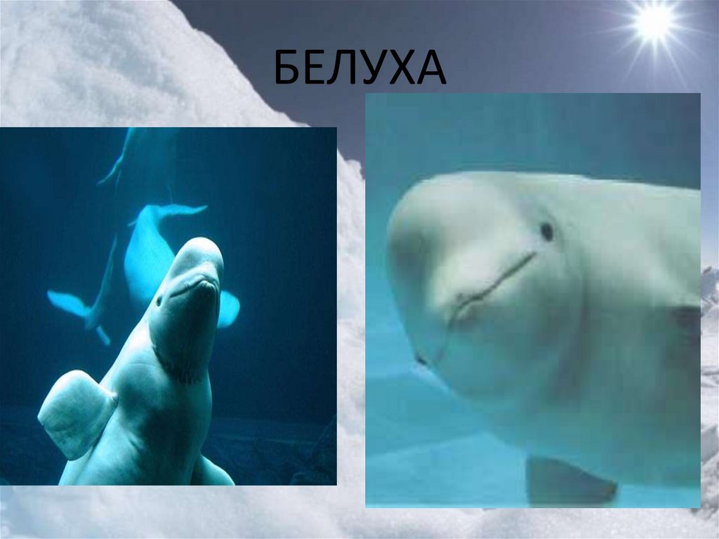 К какой группе океана относится белуха. Дельфин Белуха. Белуха в Арктике. Белый Полярный кит Белуха. Полярные дельфины Белухи.