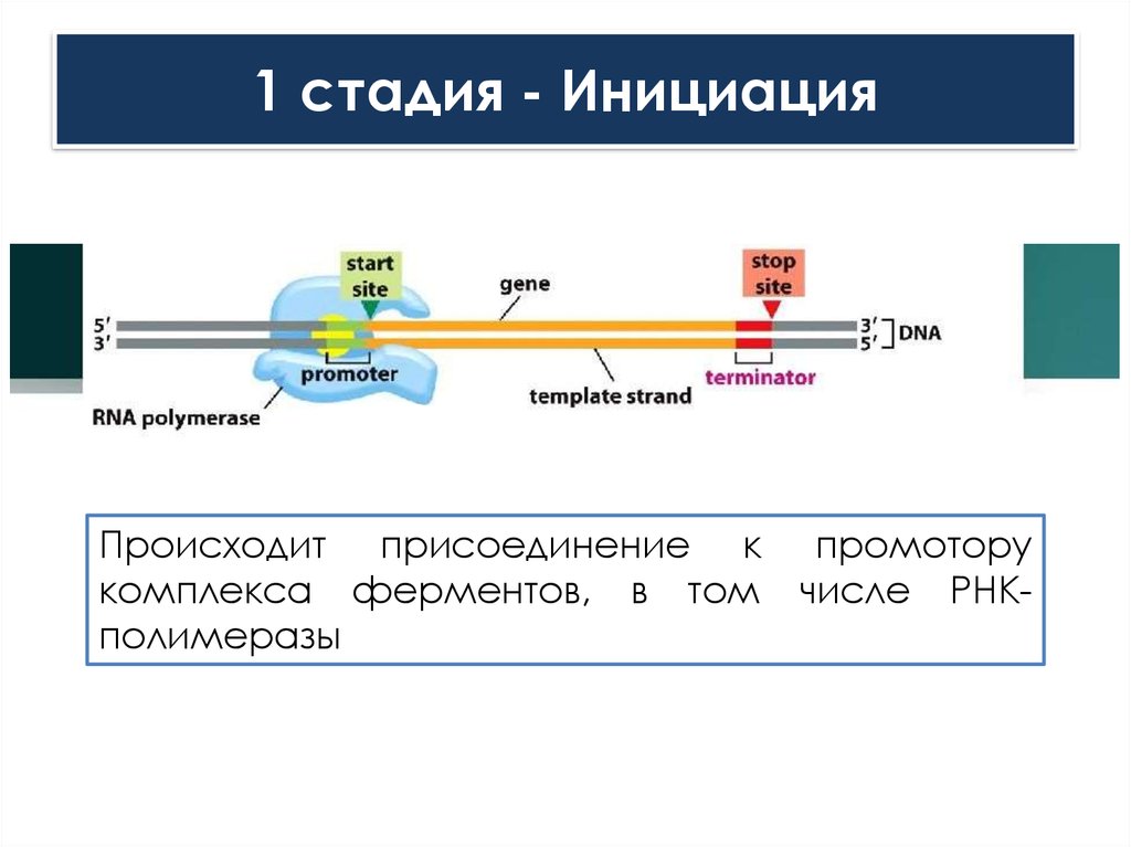 Промотор рнк полимеразы 2. Этапы инициации. Стадия инициации. Промотор РНК. Инициация РНК полимеразы.