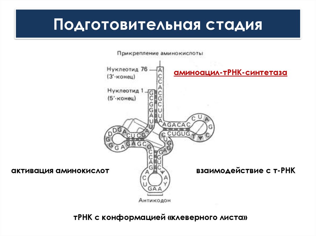 Форму клеверного листа имеет молекула. Аминоацил-ТРНК-синтетаза. Тирозил-ТРНК-синтетаза. Образование аминоацил-т-РНК. Транскрипция ТРНК.