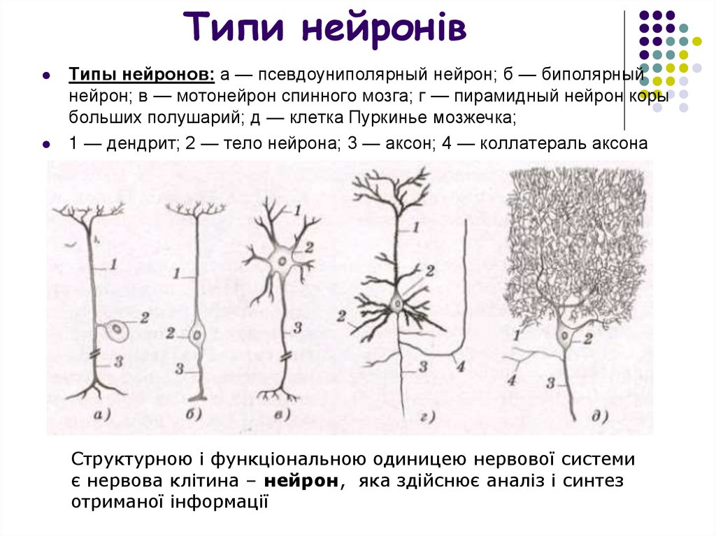 Типи нейронів