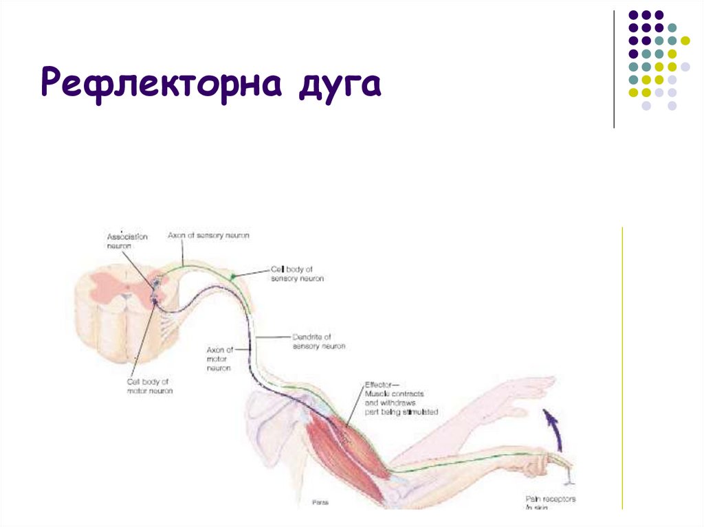 Схема глотательного рефлекса