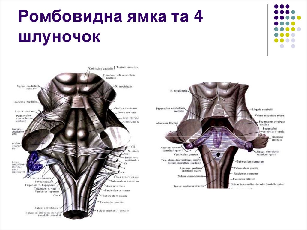 Ромбовидная ямка схема