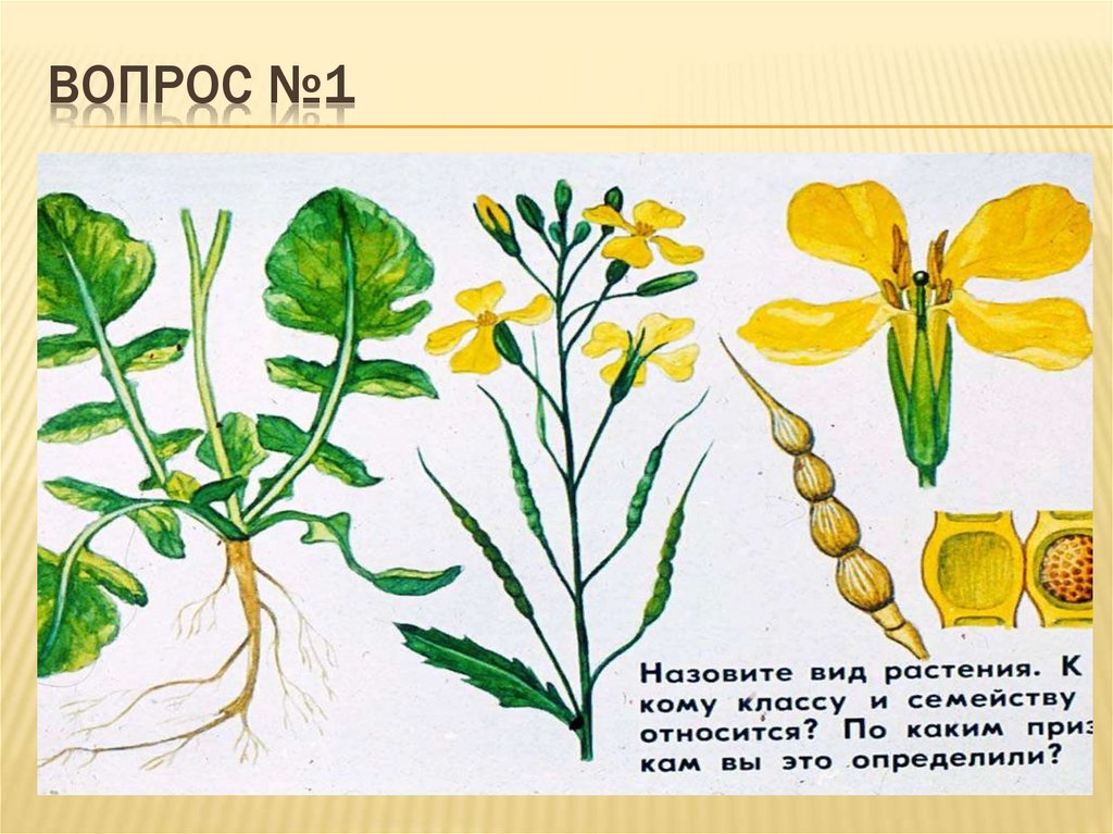 Пасленовые и бобовые. Боб биология 6 класс. Стебель пасленовых.