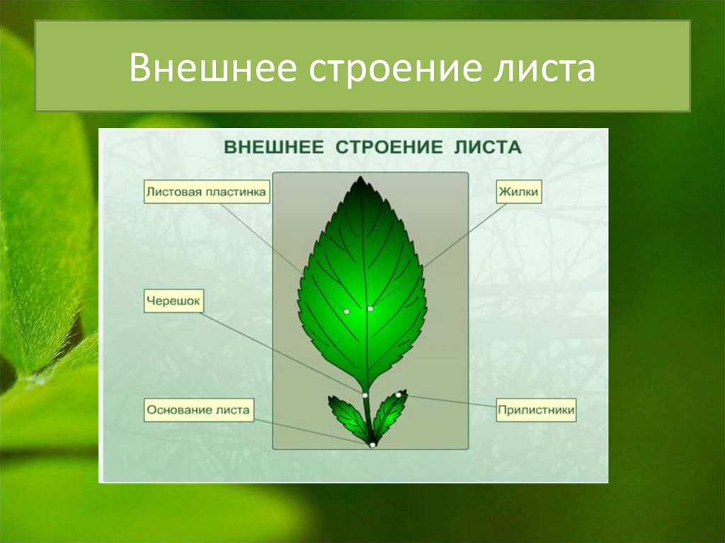 Части листа растения схема