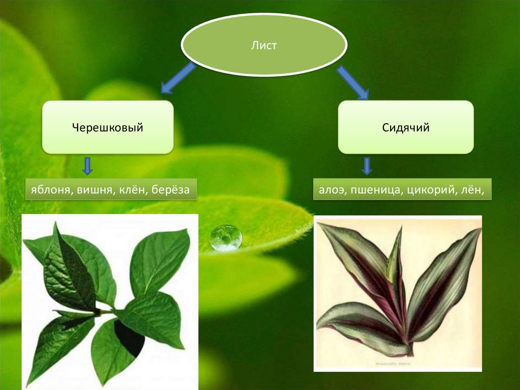 Тип листьев сидячий. Черешковые и сидячие листья. Черешковый лист. Черешковый или сидячий лист. Сидячий лист.