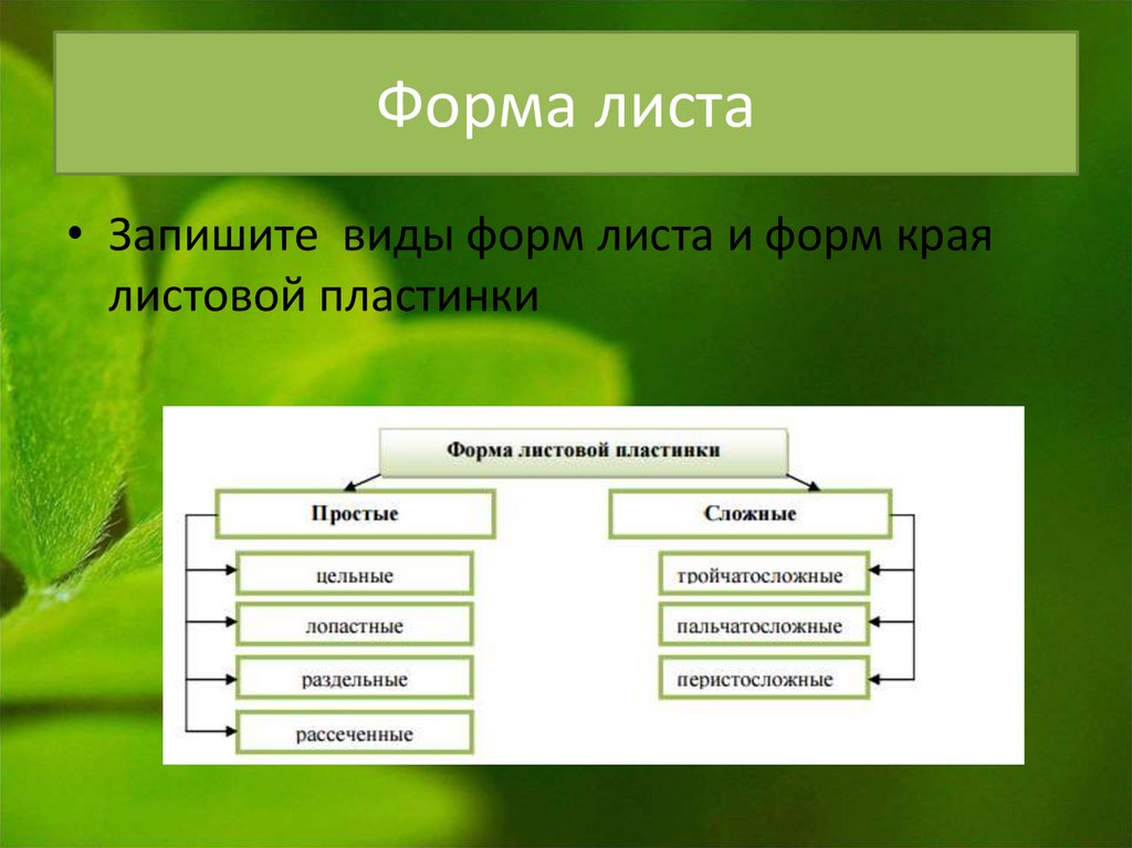 Лист презентация 6 класс биология. Виды листа 6 класс. Виды форм. Внешнее строение листа 6 класс форма листа. Формы края листа 6 класс биология.