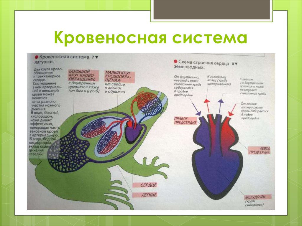Сердце амфибий круги кровообращения. Кровеносная система головастика земноводных. Кровеносная система и кровь у лягушки. Общая схема кровеносной системы лягушки. Строение сердца и кровеносной системы лягушки.