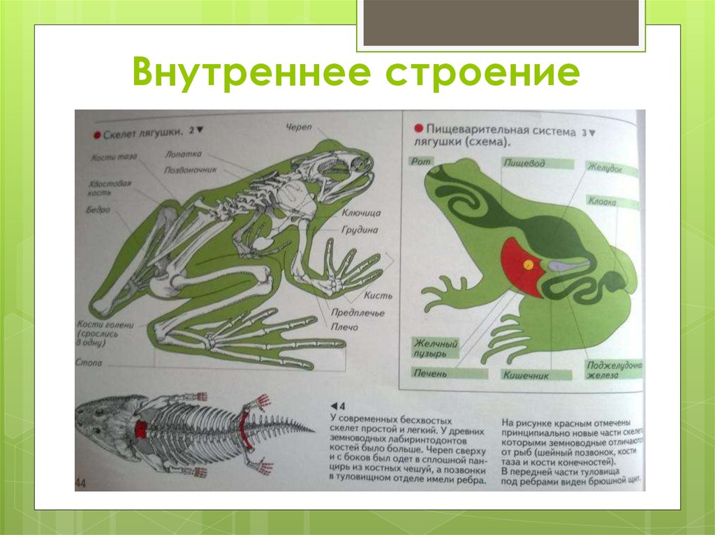 Тело земноводных состоит из. Внутреннее строение земноводных 7 класс биология. Внутреннее строение лягушки скелет. Внутренний скелет лягушки схема. Внутреннее строение амфибий схема.