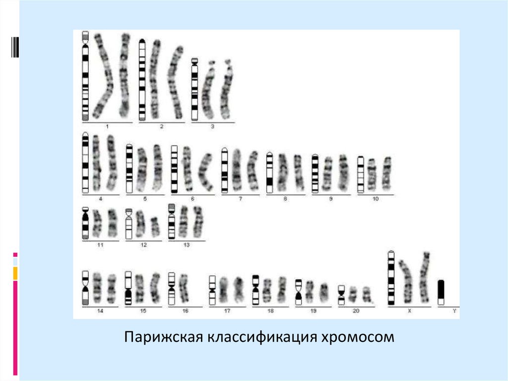 Парижская хромосома. Парижская классификация хромосом. Денверская и Парижская классификация хромосом человека. Парижская номенклатура хромосом человека. Парижская классификация хромосом человека.