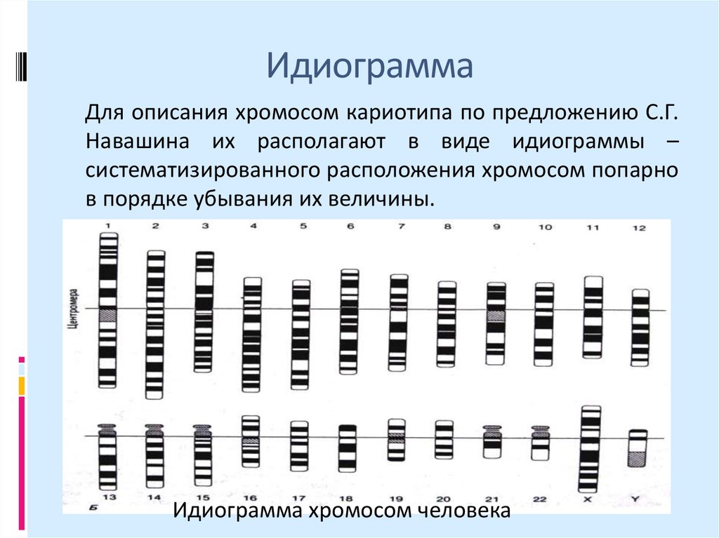 Характеристики хромосом человека. Кариотип и идиограмма хромосом человека. .Понятия «кариотип», «кариограмма», «идиограмма».