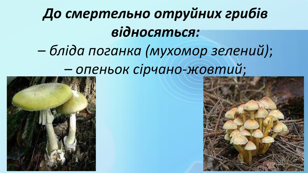 До смертельно отруйних грибів відносяться: – бліда поганка (мухомор зелений); – опеньок сірчано-жовтий;