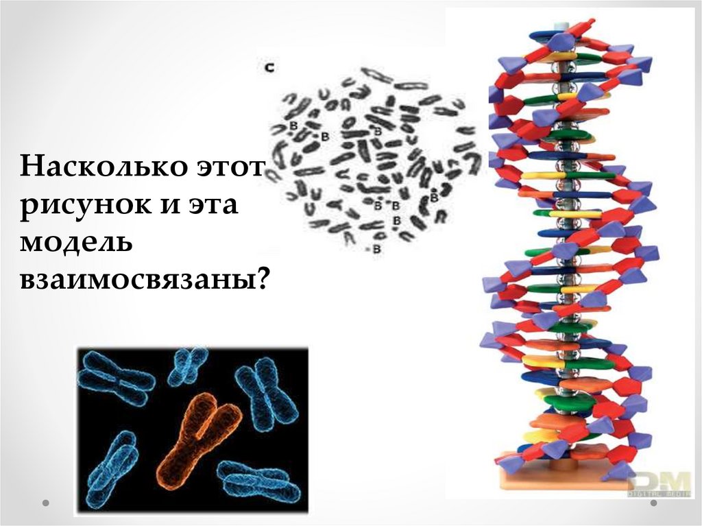 Необратимое изменение носителя наследственной. Стихи про ДНК. Макаронина как ДНК. 5 Класс о ДНК НР тема плод.