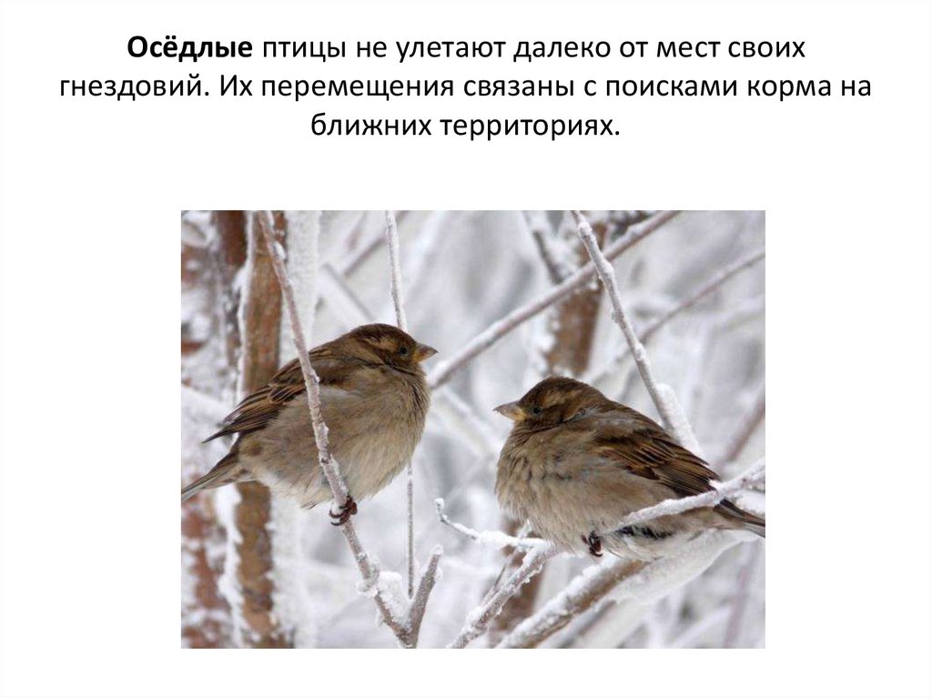 Значение оседлая. Размножение оседлых птиц. Оседлые птицы Белгородской области. Оседлые виды птиц. Приспособления осёдлых птиц к низким температурам.