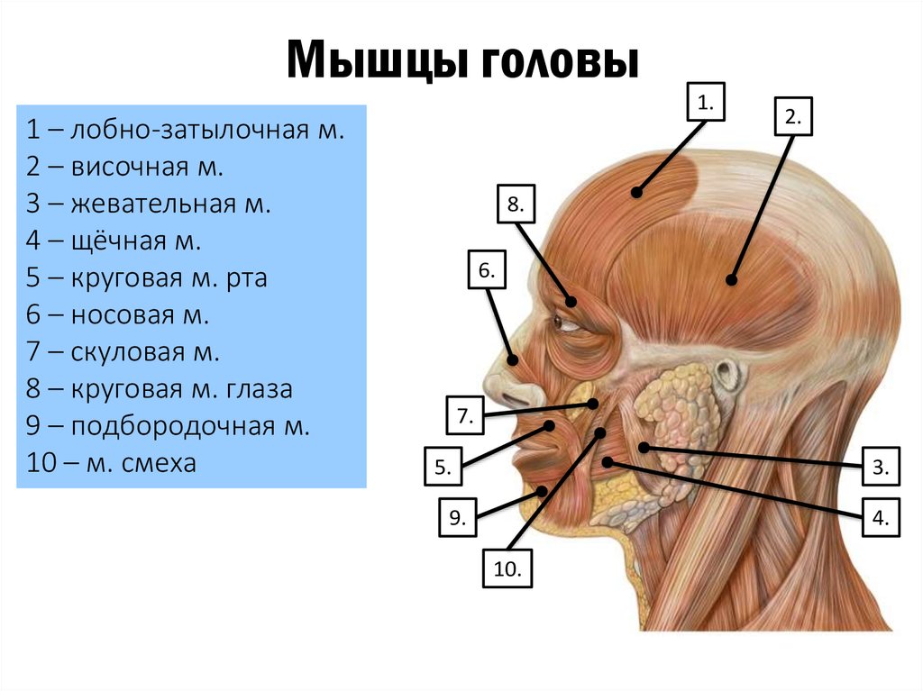 Затылок описание. Мышцы затылка. Мышцы головы. Мышцы на затылке головы. Затылочные мышцы головы.