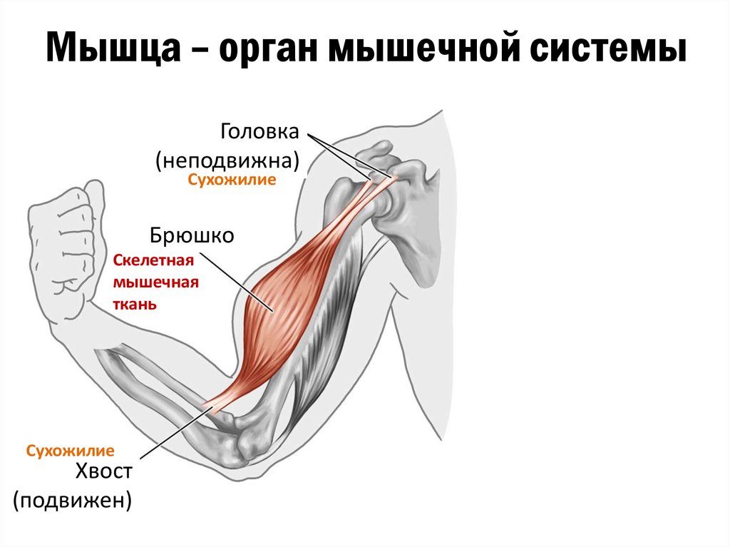 Концы мышц. Мышца как орган. Брюшко мышцы. Брюшко и сухожилие мышцы. Мышца как орган строение мышцы.