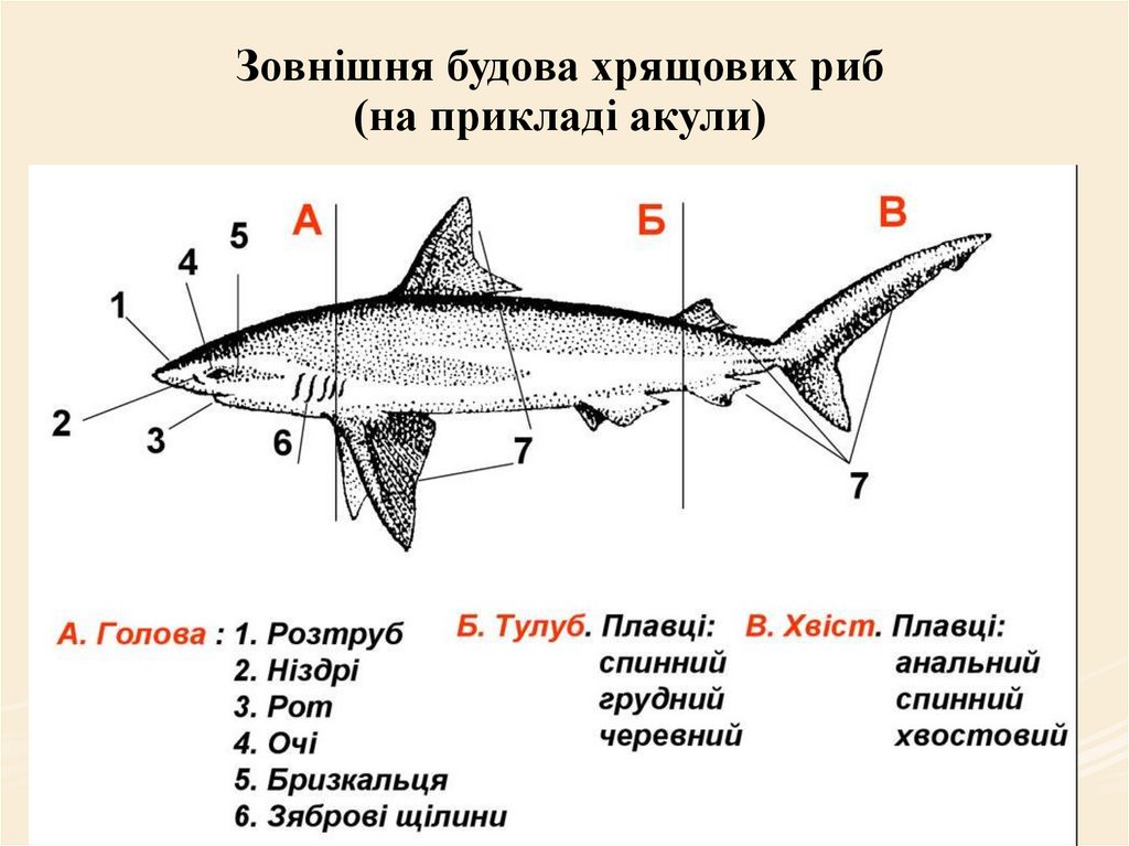 Зовнішня будова хрящових риб (на прикладі акули)