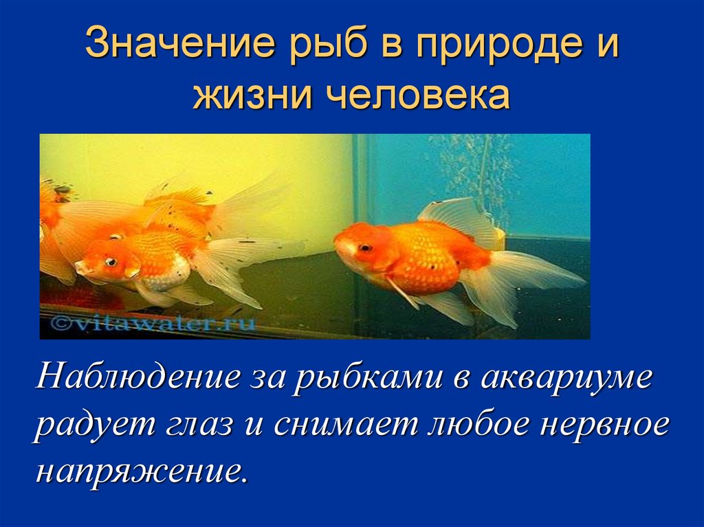 Значение рыб в природе сообщение