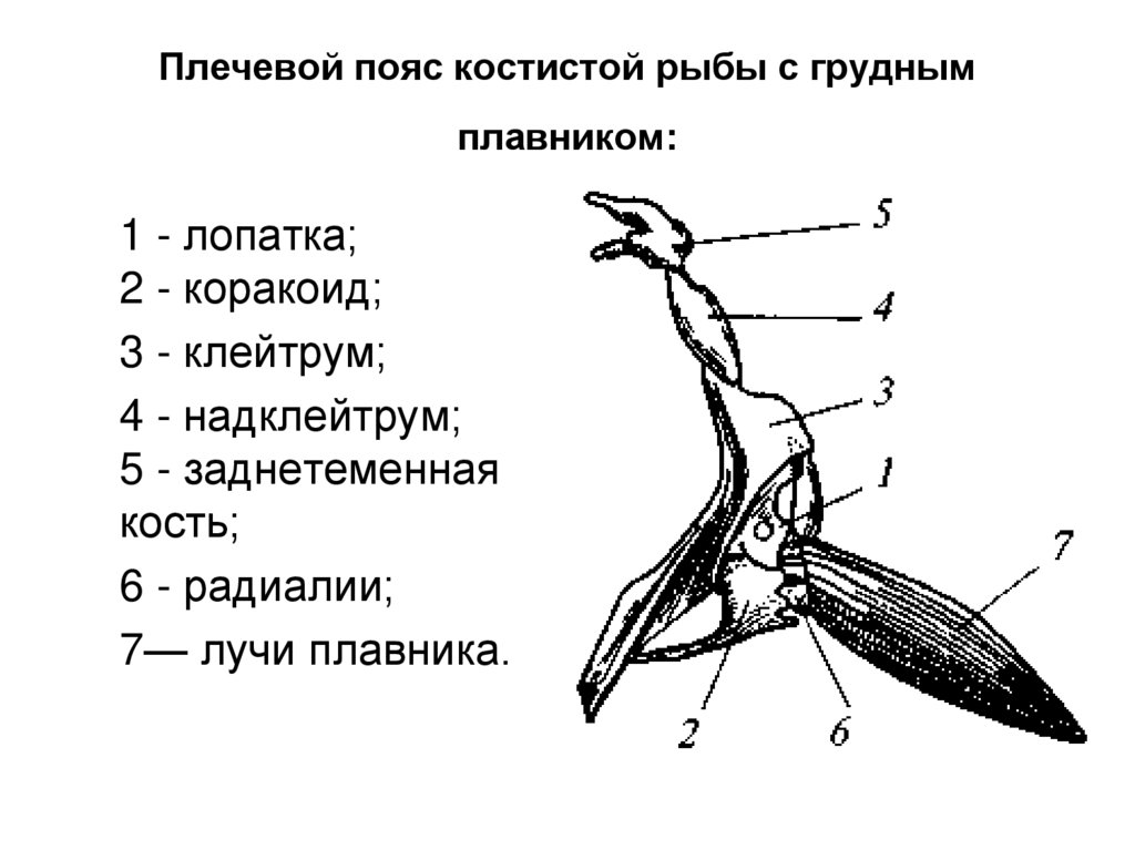 Конечности рыб. Плечевой пояс костистой рыбы с грудным плавником. Строение грудного плавника костной рыбы. Грудной плавник костистых рыб строение. Схема строения поясов конечностей костистой рыбы.