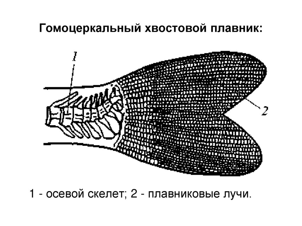 Хвостовой плавник у рыб