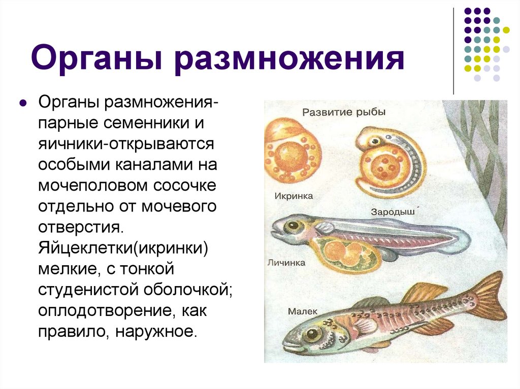 Лосось внутреннее оплодотворение. Хордовые половая система. Система органов размножения рыб. Хордовые органы размножения. Органы размножения хордовых животных.