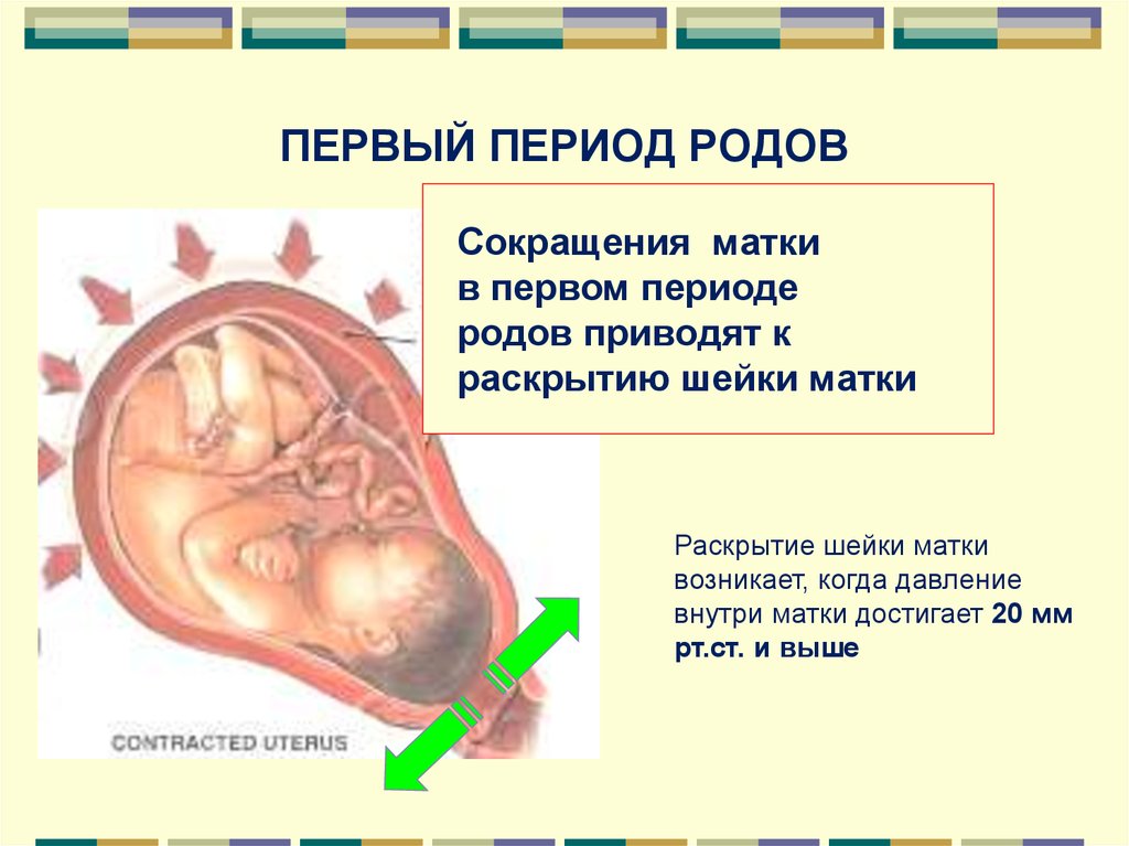 Первые в роду 2. Раскрытие шейки матки при родах периоды. Первый период родов раскрытие шейки матки. Фазы первого периода родов.