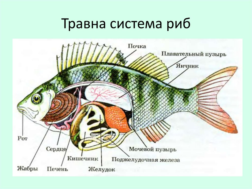 Какое сердце имеет рыбы. Строение органов пищеварительной системы рыбы. Внутреннее строение рыбы пищеварительная система. Пищеварительная система костных рыб схема. Пищеварительная система РФБ.