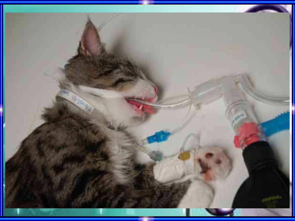 Сколько коты отходят от кастрации по времени. Оксигенотерапия для животных.