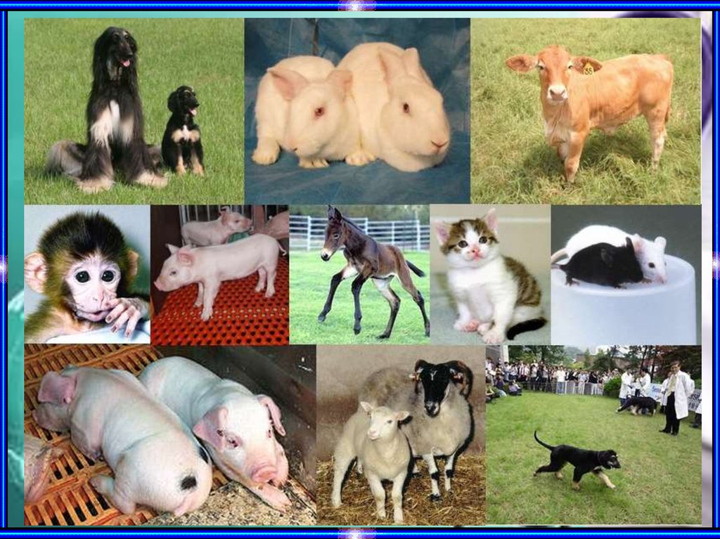 Улучшение породы человека. Клонирование животных. Породы домашних животных. Новые породы домашних животных. Животные клоны.