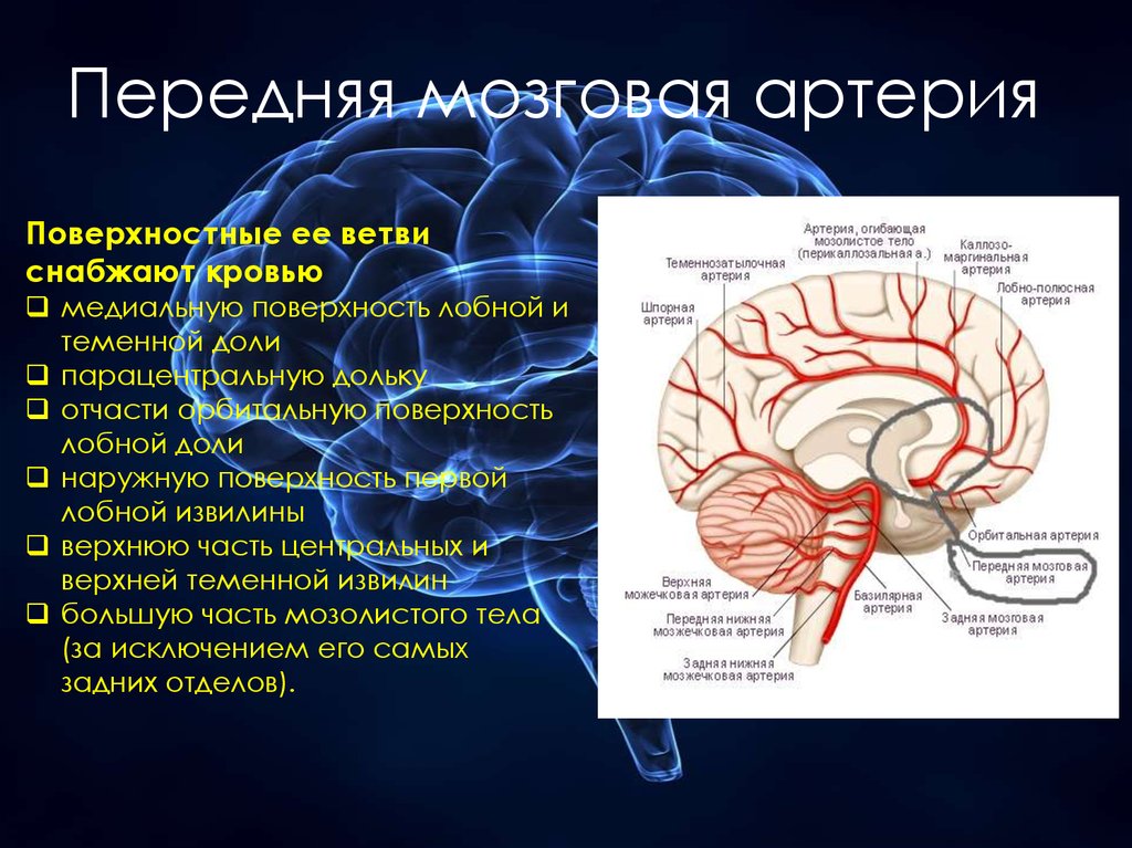 Артерии среднего мозга. Кровоснабжение затылочной доли головного мозга. Бассейн средней мозговой артерии кровоснабжает.