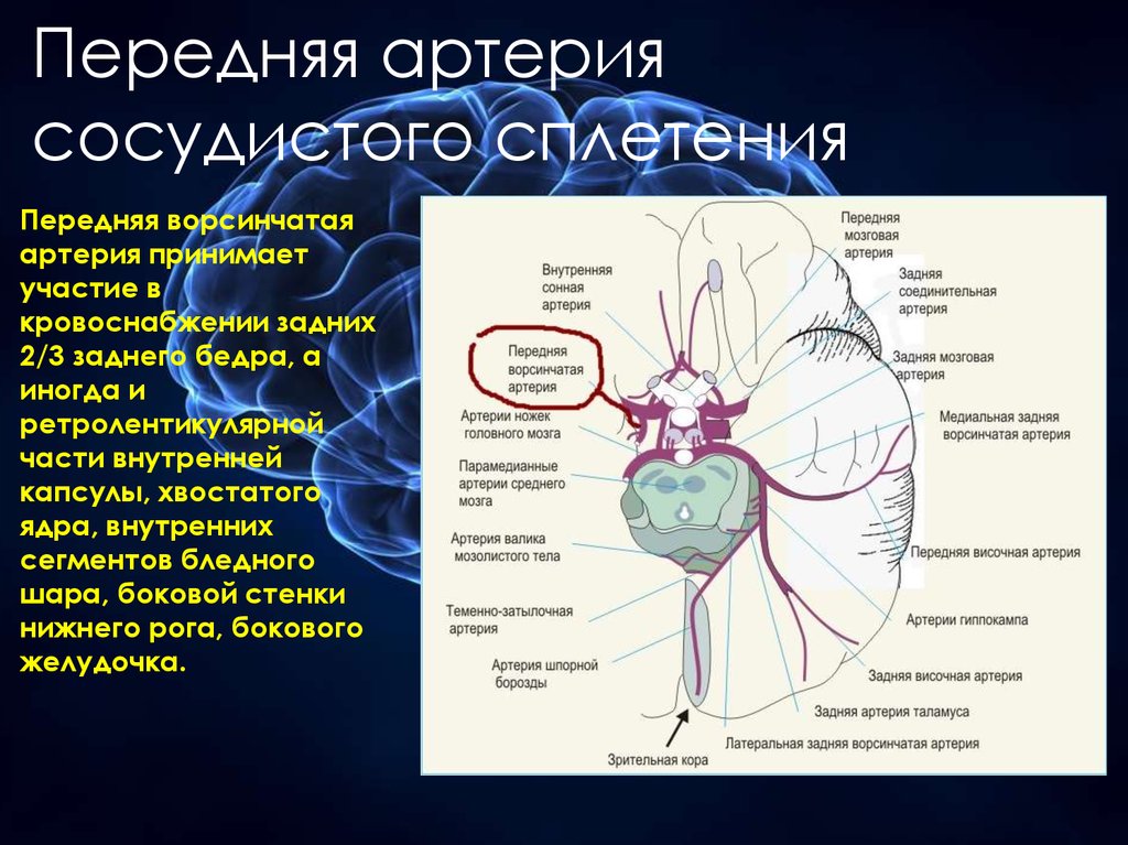 Мозговые артерии головного мозга. Внутренняя капсула головного мозга кровоснабжается. Передняя артерия сосудистого сплетения. Бассейн средней мозговой артерии кровоснабжает. Кровоснабжение внутренней капсулы головного мозга.