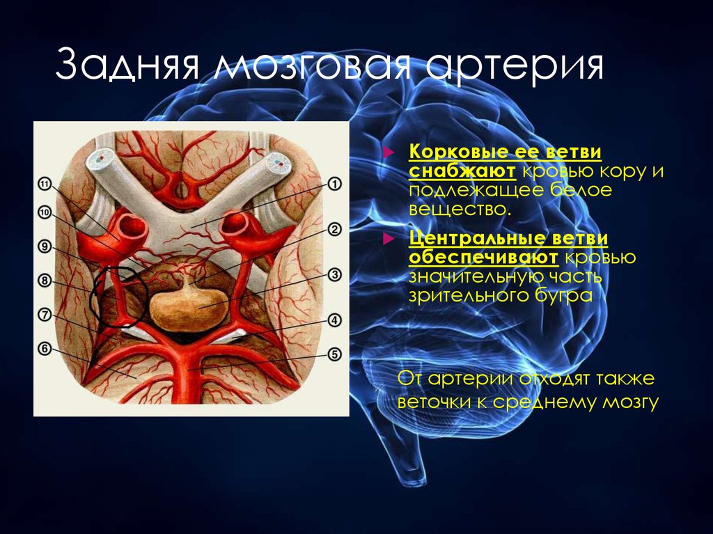Какая артерия кровоснабжает мозг. Область кровоснабжения задней мозговой артерии.