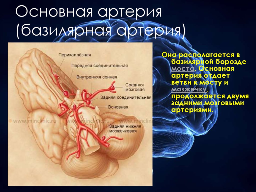 Какая артерия кровоснабжает мозг. Базилярная артерия задняя мозговая. Основная базилярная артерия. Ветви основной артерии. Анатомия базилярных артерий.