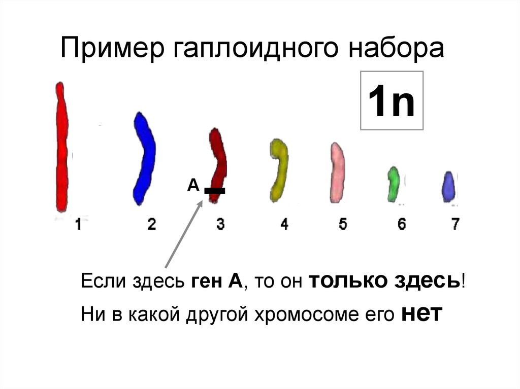 2 гаплоидный набор хромосом