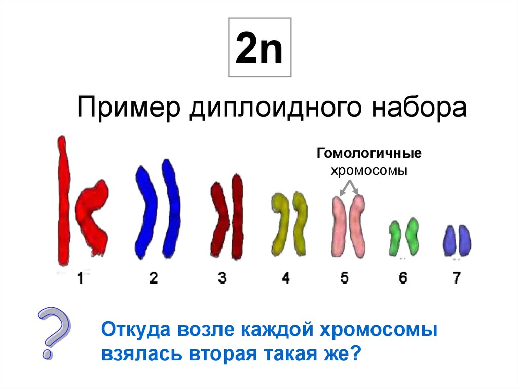 Хромосомы у цветов. Гены и хромосомы. Хромосомы и гены 9 класс. Цветные хромосомы. Хромосомы человека и роль.