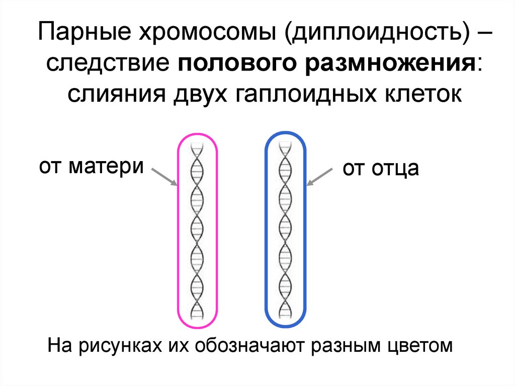 Какие типы хромосом вам известны. Гены и хромосомы. Хромосомы для презентации. Где находятся хромосомы. Виды хромосом.