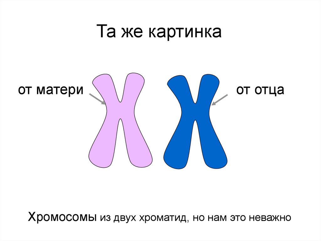 Части хромосомы. Презентация на тему хромосомы и гены. Что такое хромосомы 5 класс. Рисунок Гена хромосом. Сделать рисунок хромосомы.