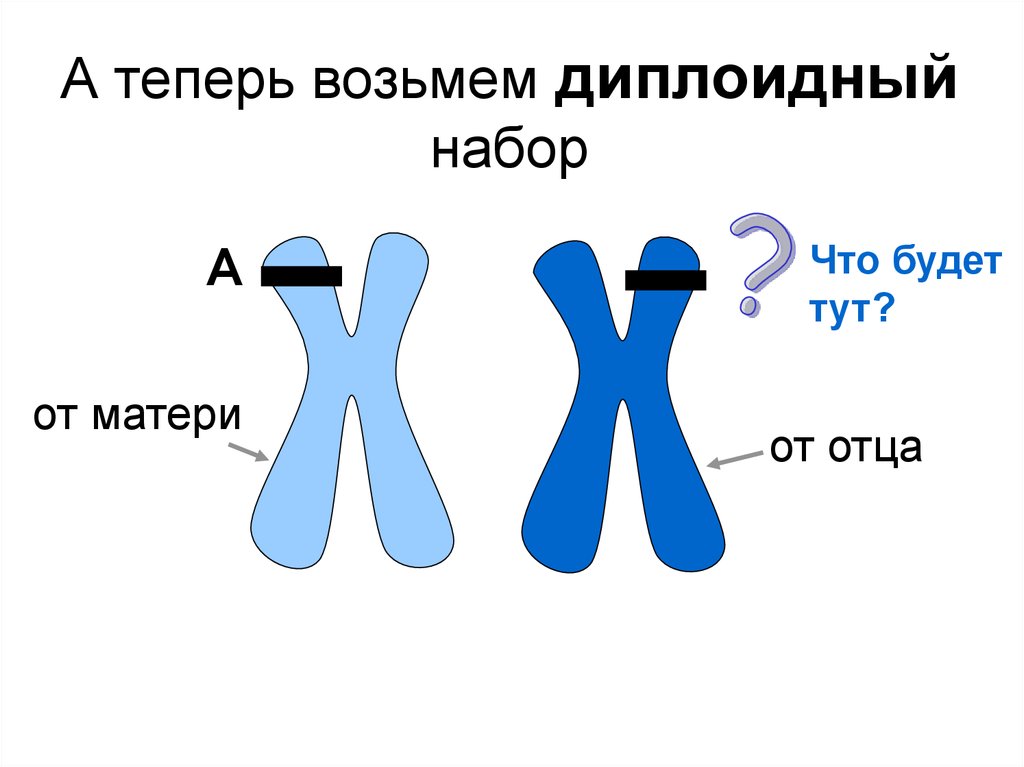 Гены и хромосомы. Riddle y хромосомой.