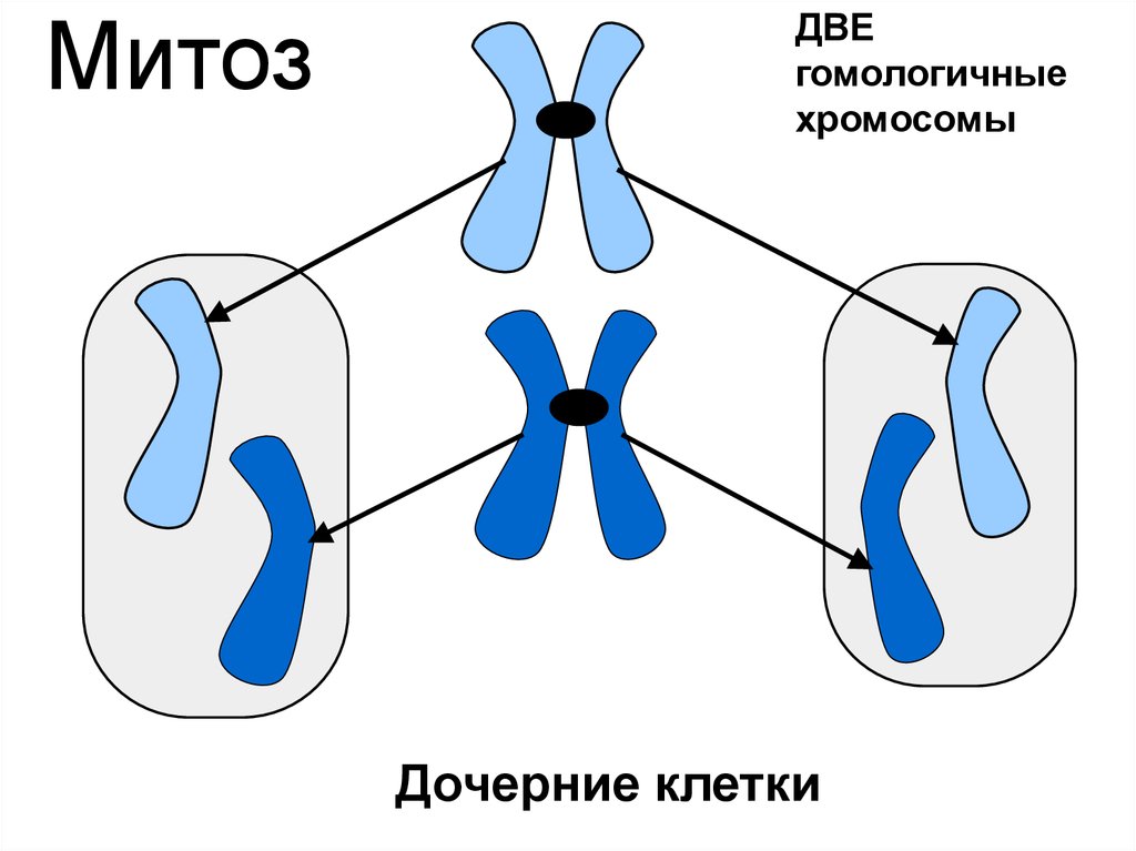 Три пары гомологичных хромосом. Гены и хромосомы. Ген хромосома геном. Хромосомы человека для презентации. Хромосомы в дочерних клетках рисунок.